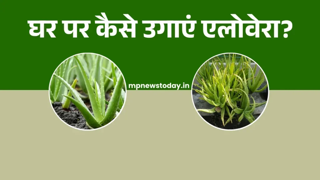 Aloe vera Care in Hindi