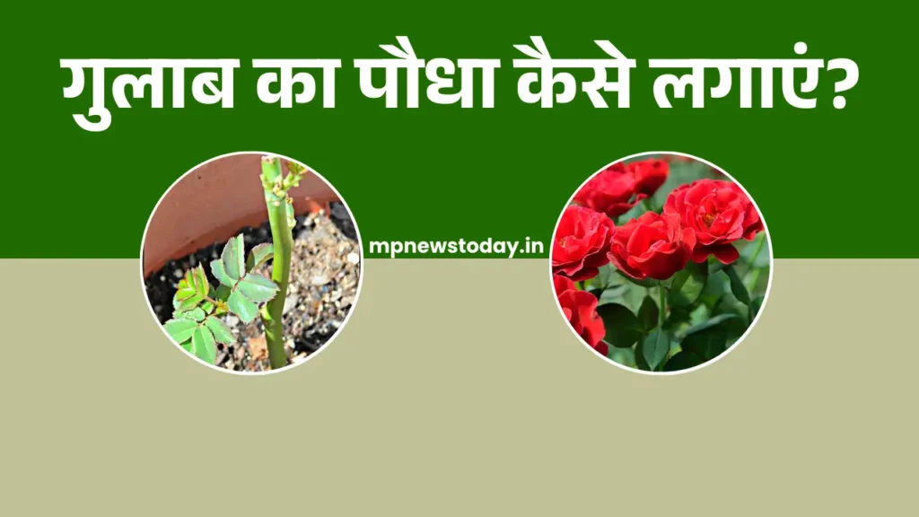 Rose Plant Care
