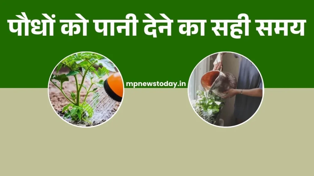 Best Time to Water Plants