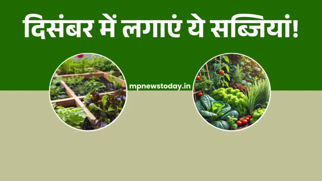 Home Gardening Guide for December