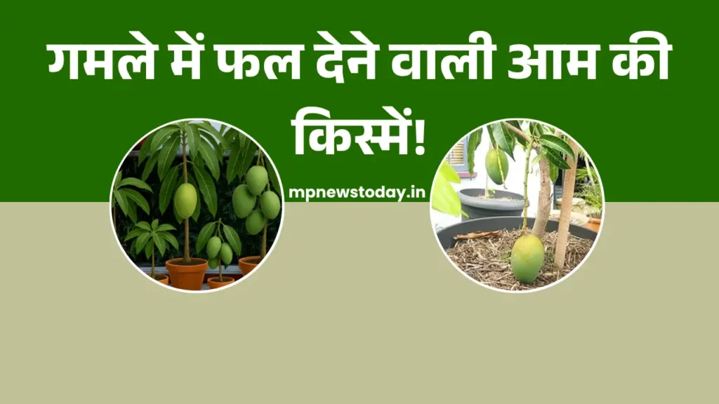 Best Mango Varieties for Pots