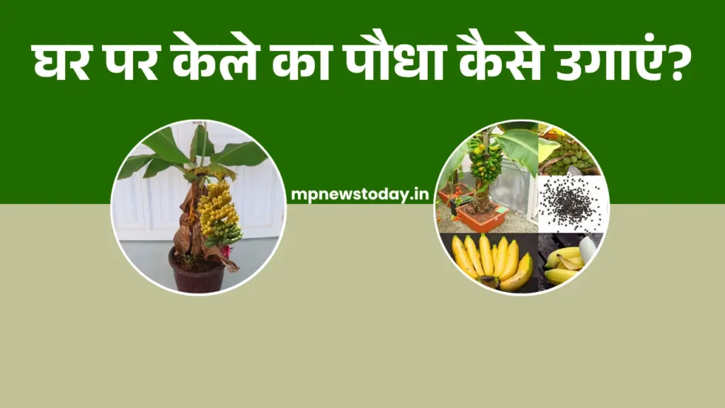 How To Grow Banana Plant