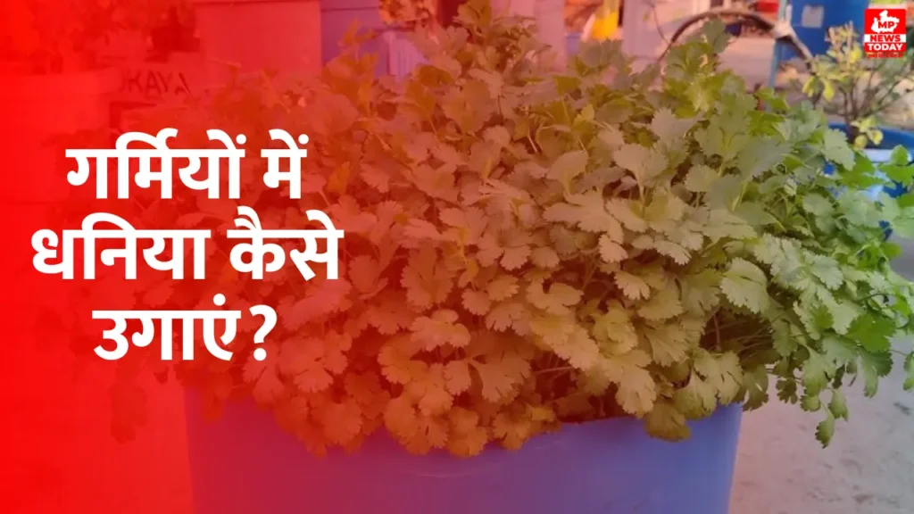 How To Grow Coriander