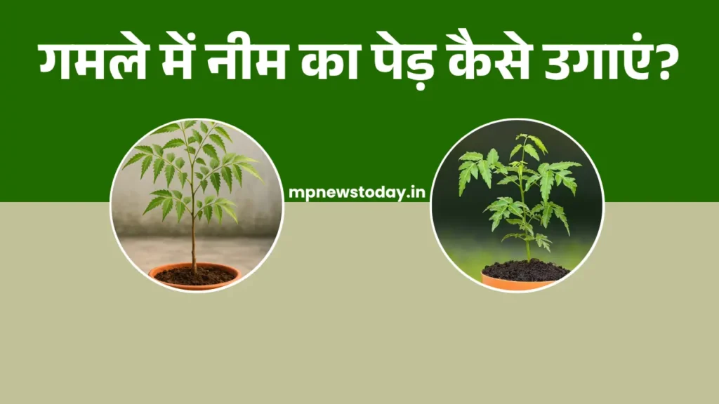 How to Grow Neem Tree