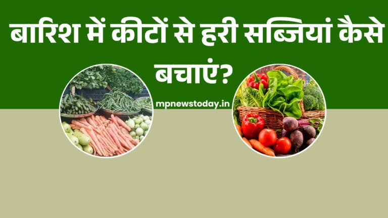 How to Protect Leafy Vegetables