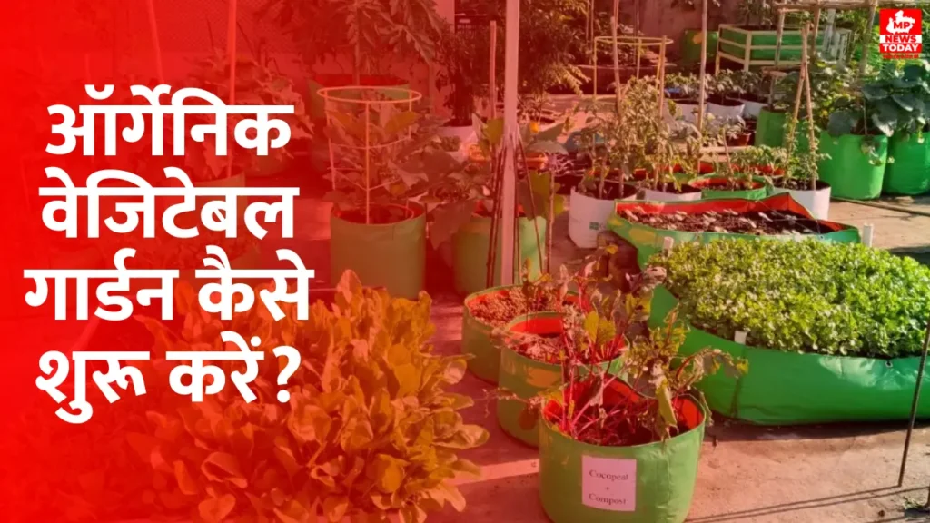 How to Start an Organic Vegetable Garden