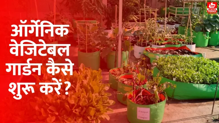 How to Start an Organic Vegetable Garden