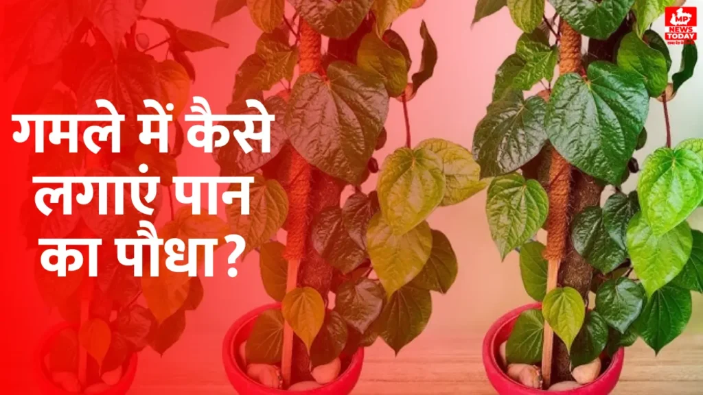 How to grow betel leaves in a pot