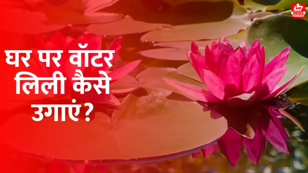 How to grow water lilies