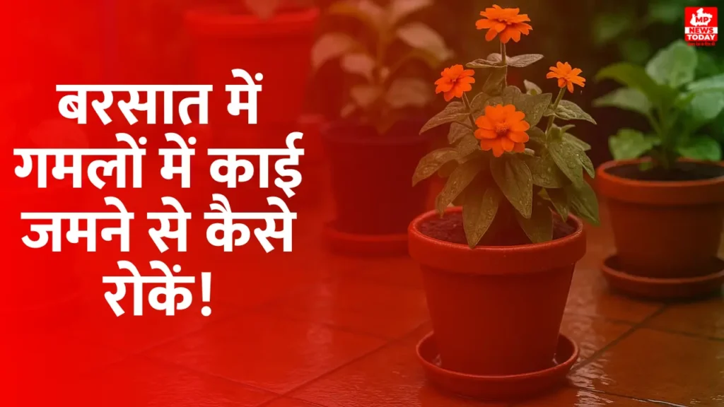 Prevent Moss Growth in Pots