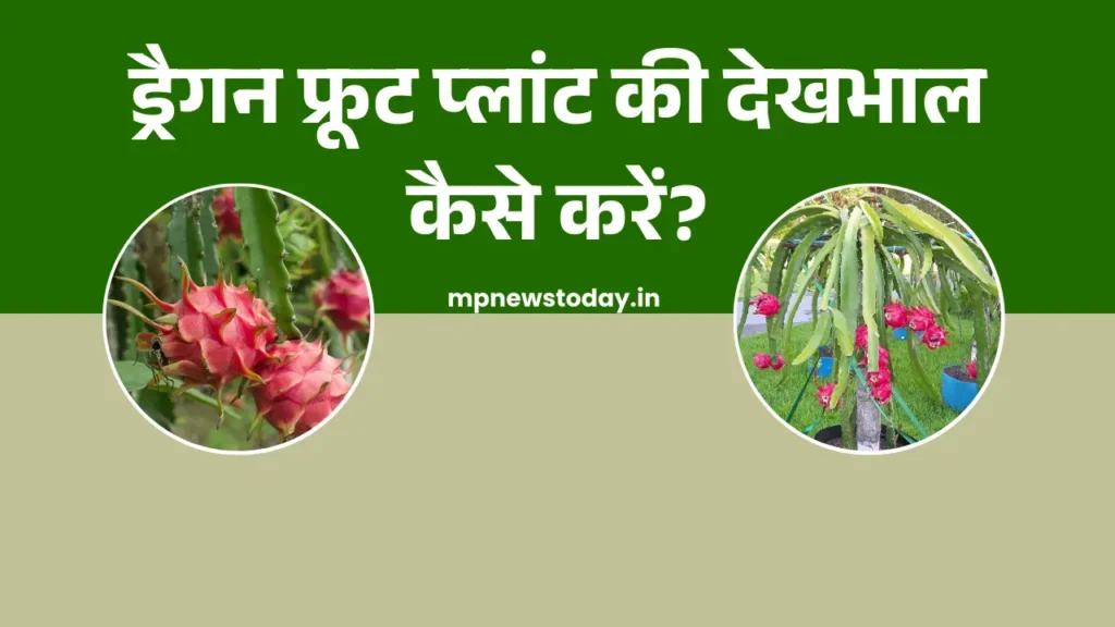 How To Care Dragon Fruit Plant