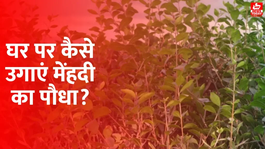 How to Grow Mehndi Plant