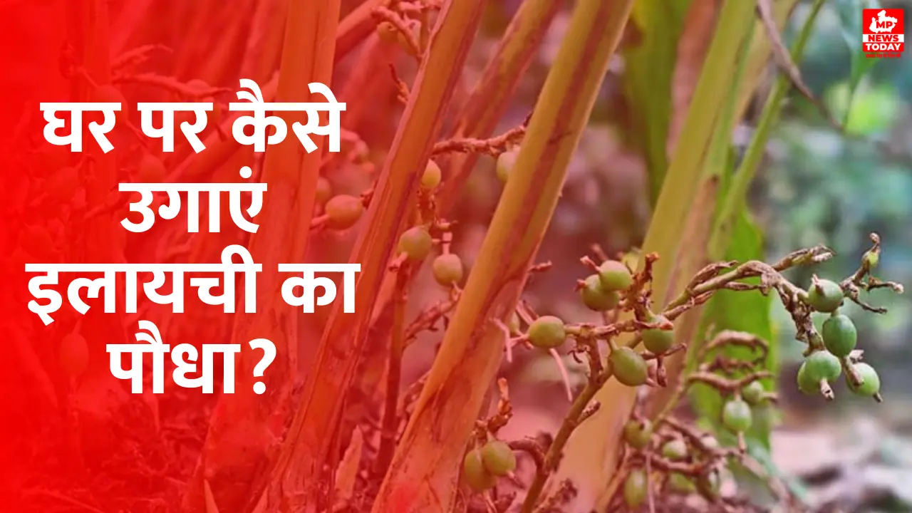 How To Grow Cardamom Plant